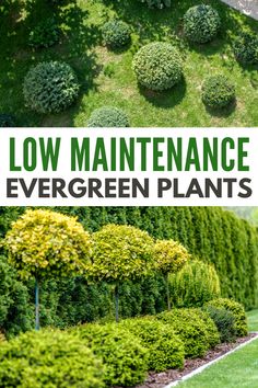 the words low maintenance evergreen plants are in front of a green lawn with trees and bushes