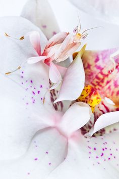 a close up of a flower with a bible verse