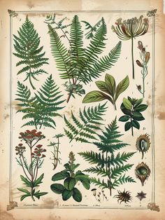 an old book with different types of plants and leaves on the pages, including ferns