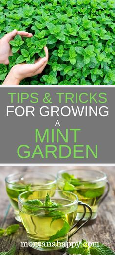 green tea with mint leaves and the words tips & tricks for growing a mint garden