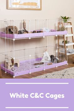 Cages for Guinea Pigs Cavy Cage, C&c Cage, Hamster Care, Wish Granted, White Door, Guinea Pig Cage, White Doors, White C, Guinea Pigs