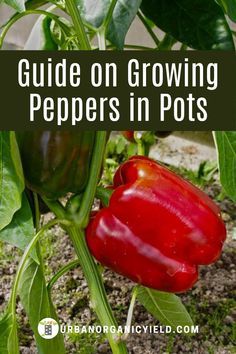 a red pepper growing on a plant with the words guide on growing peppers in pots