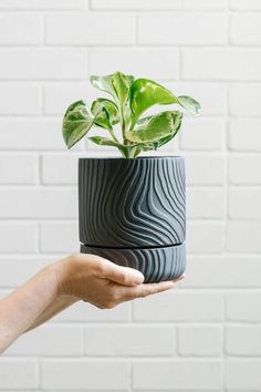 a person holding a potted plant in front of a white brick wall with green leaves