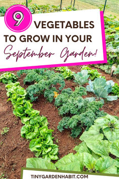 a garden with vegetables growing in it and the words 9 vegetables to grow in your september garden