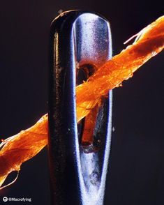 an orange and black insect on a metal object