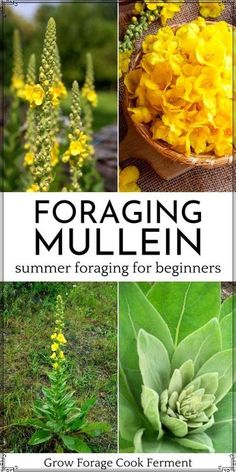 the cover of foraging mullen's summer foraging for beginners