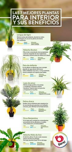 a poster with different types of plants on it's sides and the words la mejores plantas para interiores y sus beneficios