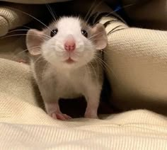 a white and black rat sitting on top of a blanket