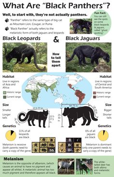 an info sheet with different types of animals