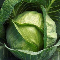 a head of cabbage in the middle of green leaves