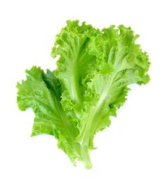 green lettuce on white background with clippings to the left and right side