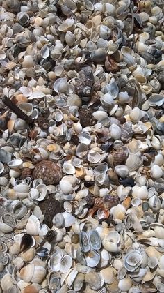 there are many shells on the ground together