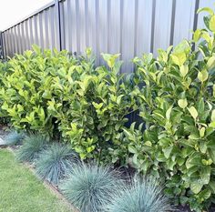 some very pretty bushes by the side of a building