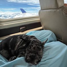 a dog sleeping on top of a bed in an airplane