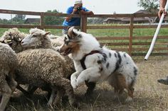 a dog is herding some sheep in a fenced off area with people looking on