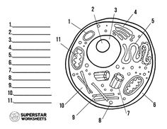 an animal cell diagram with all the parts labeled in it's own words and numbers