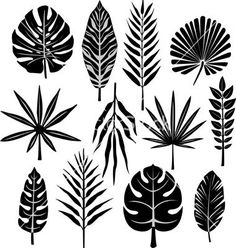 black and white silhouettes of tropical leaves on a white background stock photo - 9579