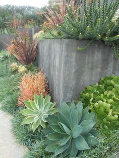 a garden filled with lots of plants next to a cement wall and sidewalk area in front of a house