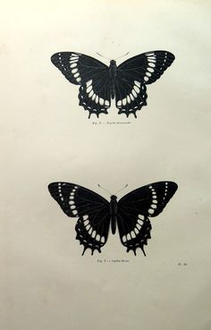 two black and white butterflies sitting next to each other