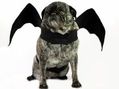 a pug dog wearing a black collar and bat wings