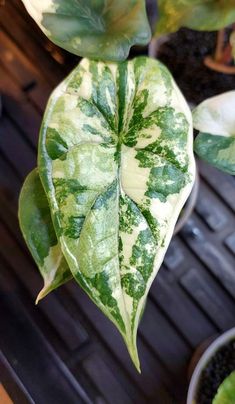 a green and white leafy plant in a pot