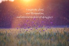 a field with purple flowers in the foreground and a quote from john 3 16