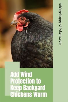 a chicken with the words add wind protection to keep backyard chickens warm