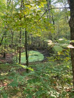 a pond in the middle of a forest surrounded by green plants and trees with lots of leaves around it