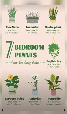 the seven bedroom plants that help you sleep better than any other person in the house