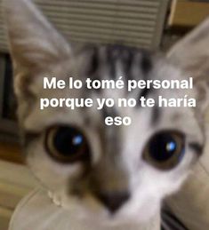 a cat that is looking at the camera with a caption in spanish above it