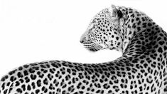 a black and white photo of a cheetah