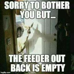 a dog standing in front of a door with the caption sorry to both you but the feeder out back is empty