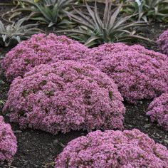 purple flowers are growing on the ground near pineapples