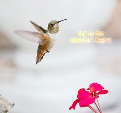 a hummingbird flying over a red flower with the words and so the adventure begins