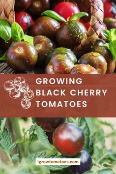 growing black cherry tomatoes in the garden with text overlay reading growing black cherry tomatoes