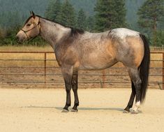 a horse standing in the dirt near a fence