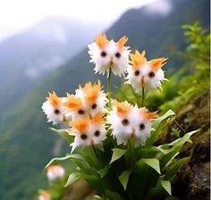 some white and orange flowers are growing on the side of a mountain range with mountains in the background