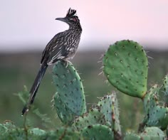 a bird sitting on top of a green cactus