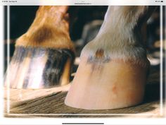 a horse's foot and leg are seen from the bottom up on a wooden table