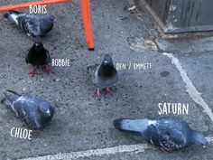 pigeons are standing on the ground next to an orange sign