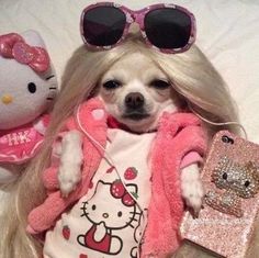 a dog wearing hello kitty clothes and sunglasses laying on top of a bed next to a cell phone