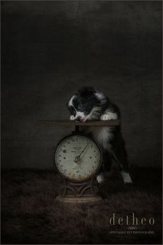 a black and white dog sitting on top of a wooden table next to a clock