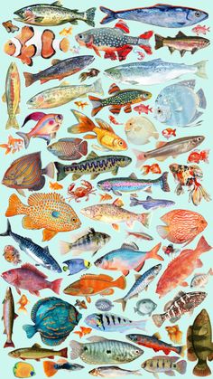 an image of many different types of fish