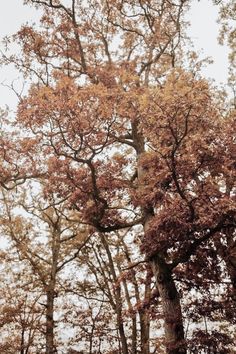 trees with orange and yellow leaves in the fall