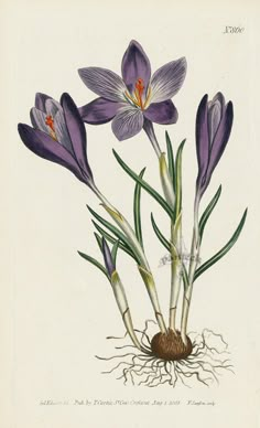 purple flowers with green leaves and roots on a white background, from the natural history of plants