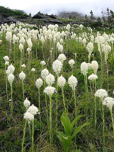 white flowers are growing in the grass on a cloudy day