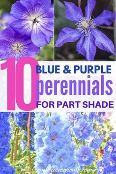 blue and purple flowers with text overlay that reads 10 perennials for part shade