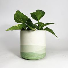 a potted plant with green leaves in it