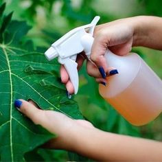 a woman's hand holding a spray bottle and spraying it on a leaf