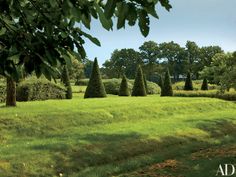 an image of a grassy field with trees in the background